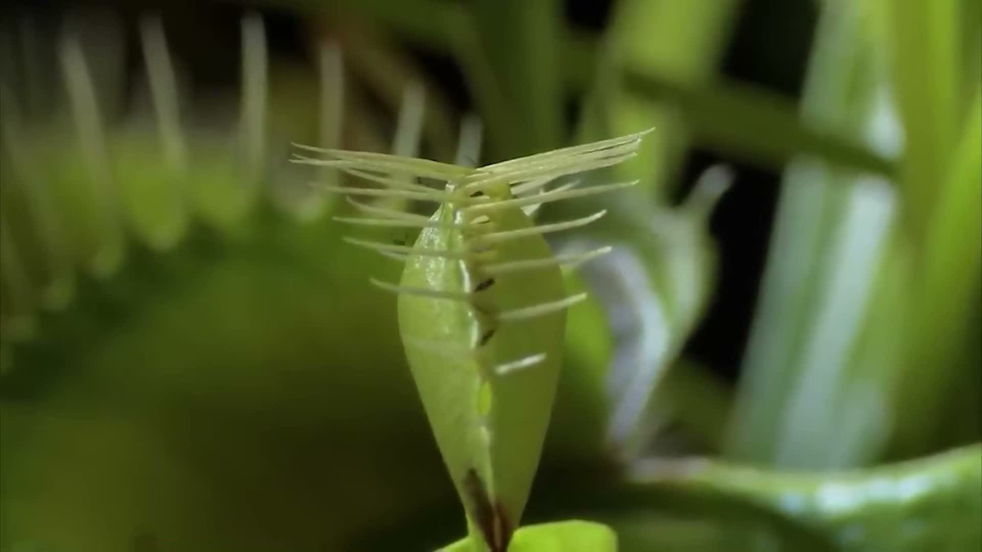 Carnivorous plant